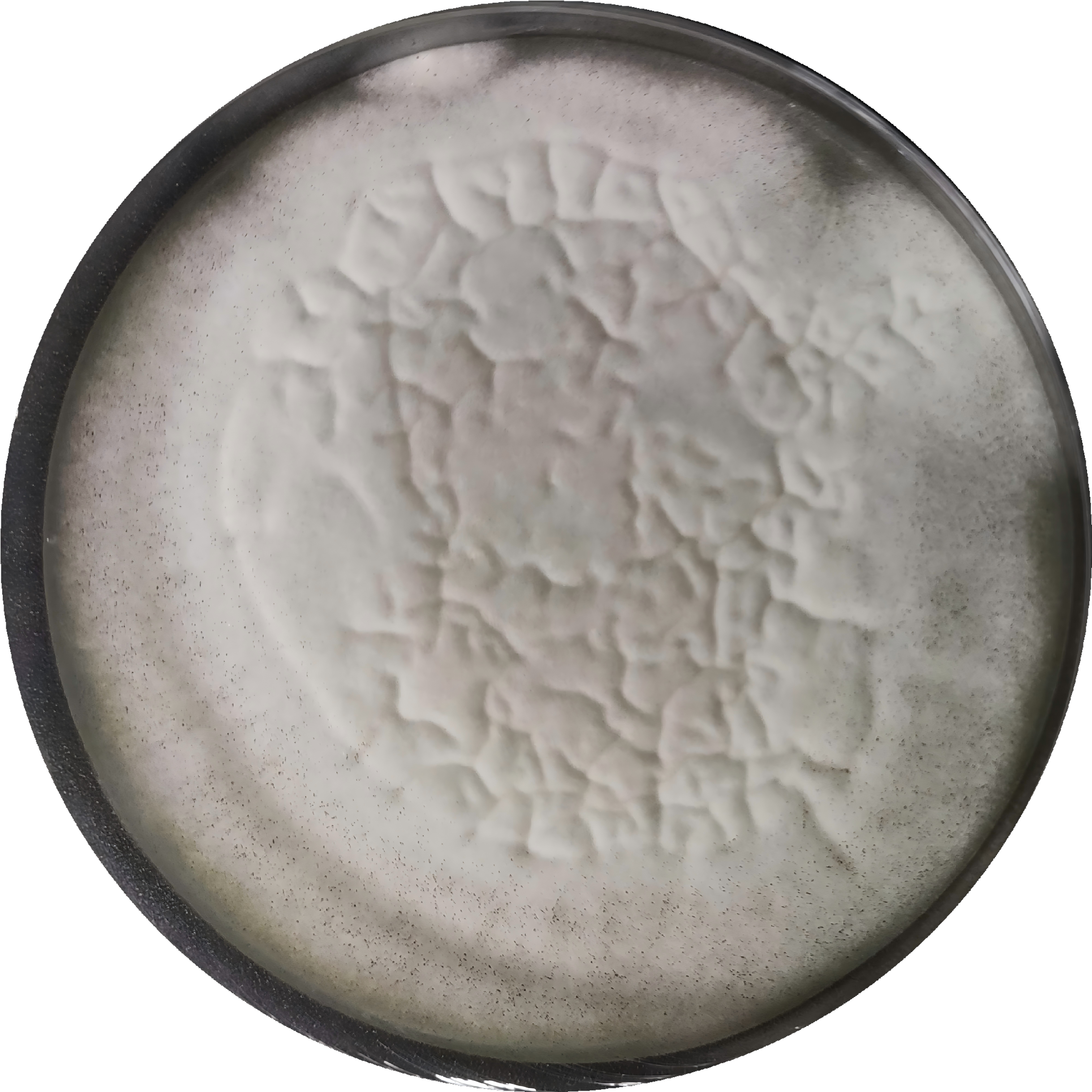 Aspergillus niger-BNCC