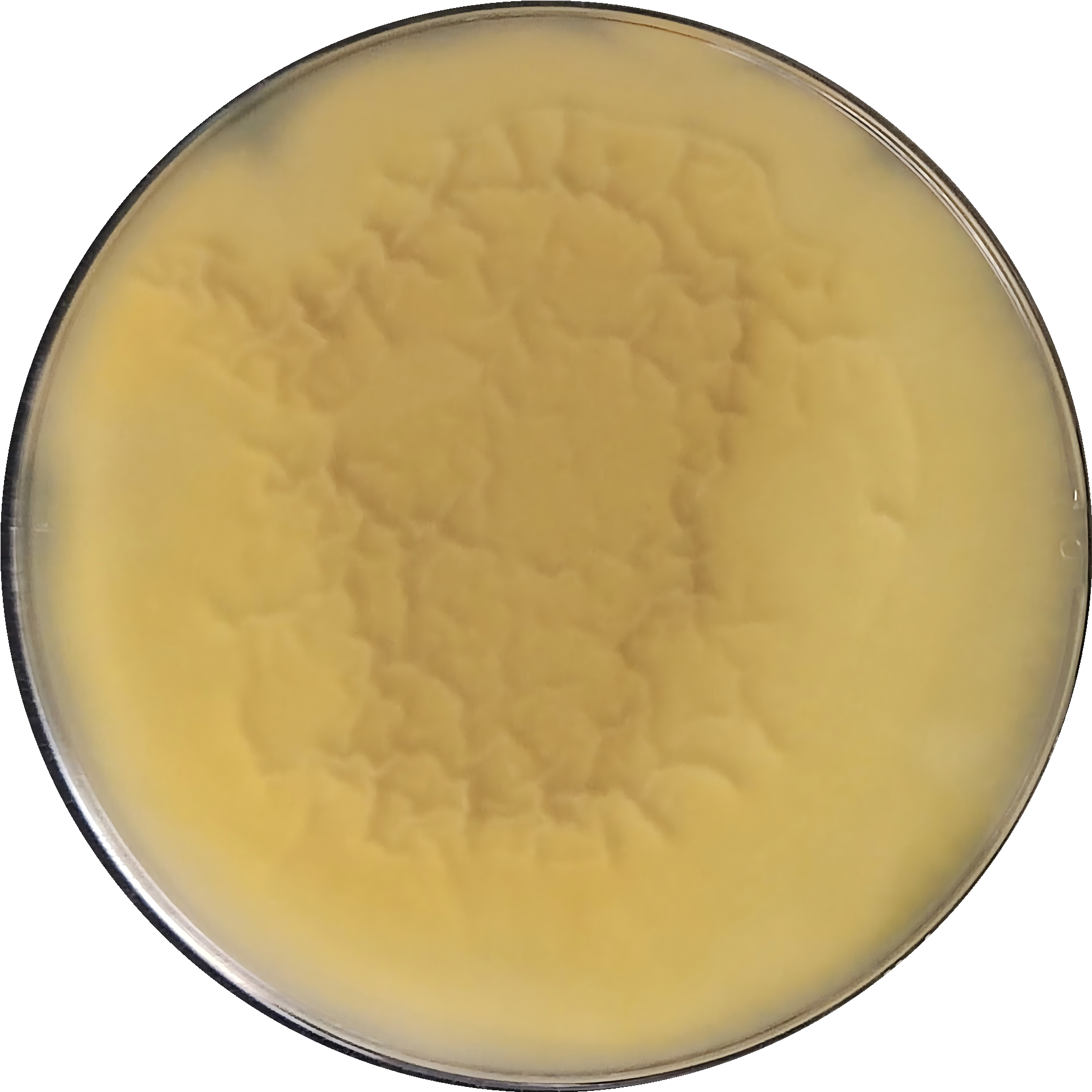 Aspergillus niger-BNCC