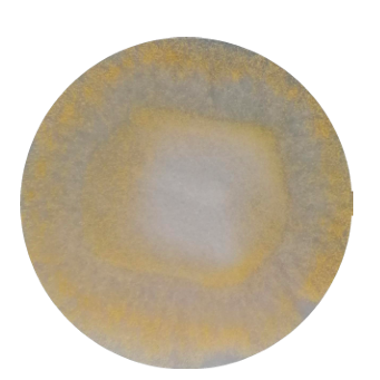 Aspergillus oryzae-BNCC