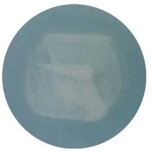 Aspergillus oryzae-BNCC