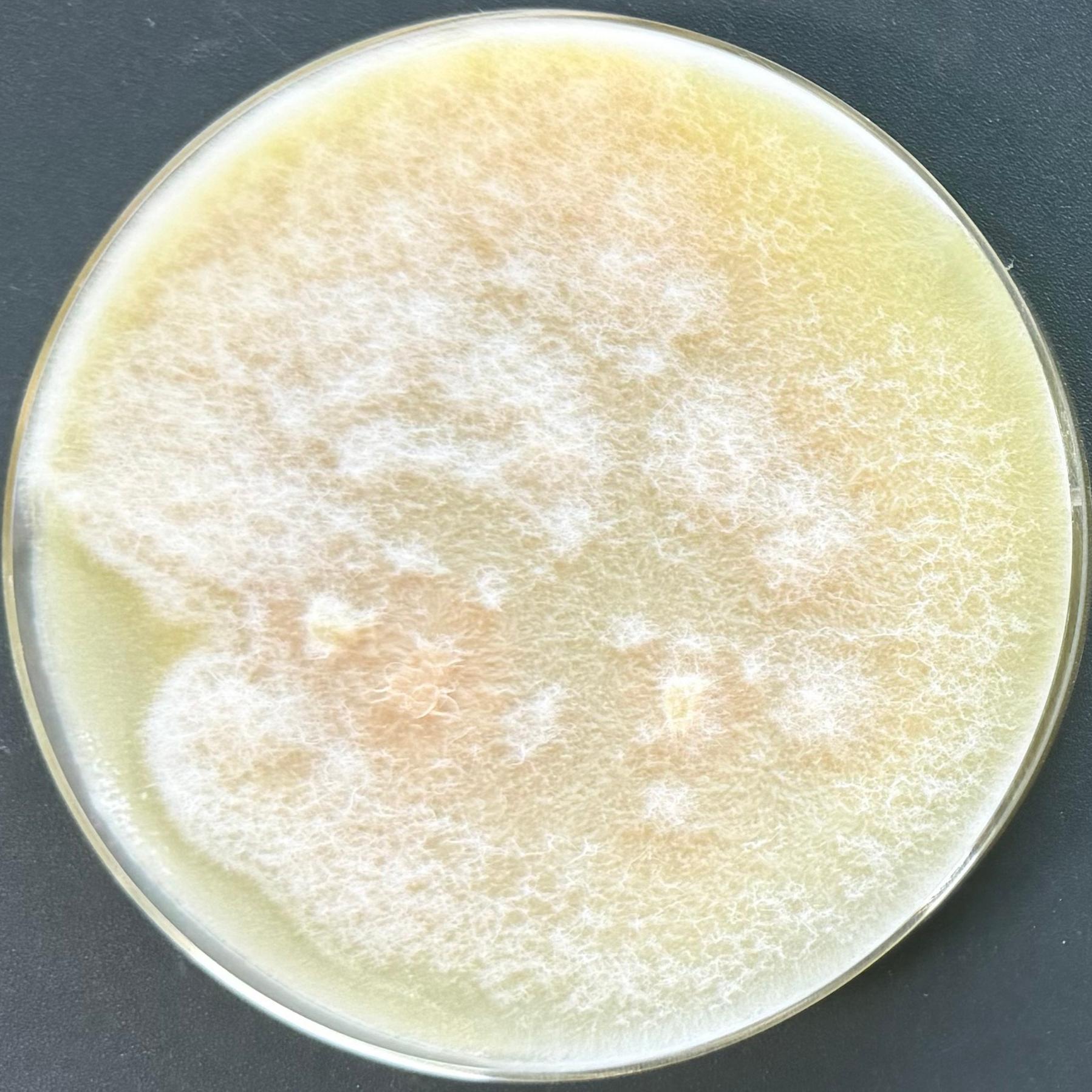 Fusarium-BNCC
