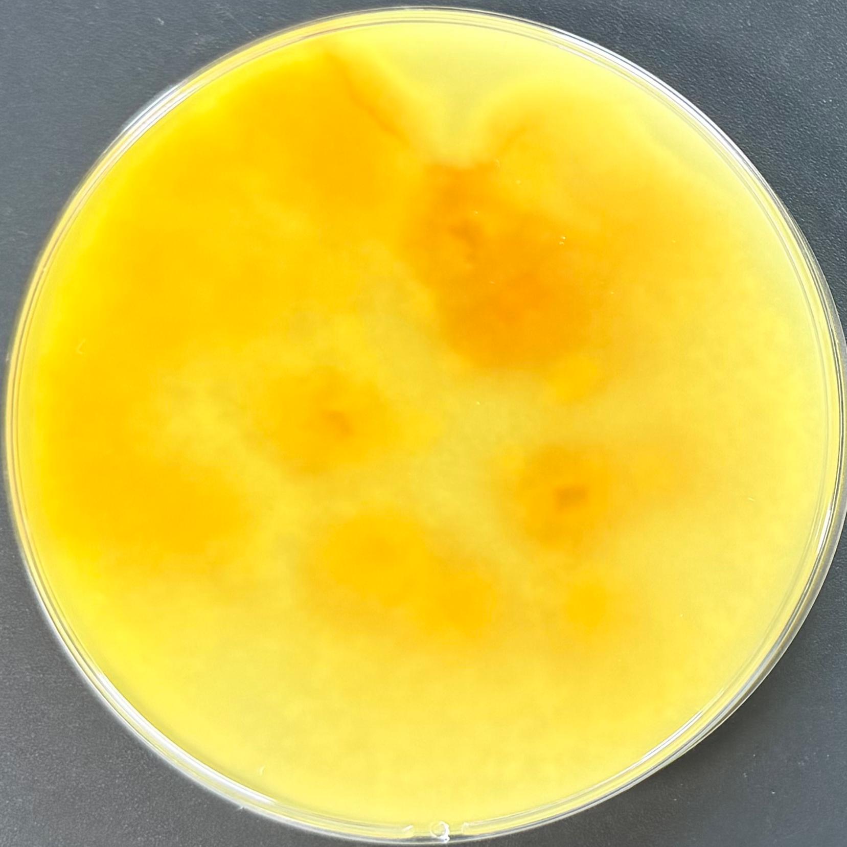 Fusarium-BNCC
