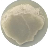 Herbaceous mycorrhizal fungi-BNCC