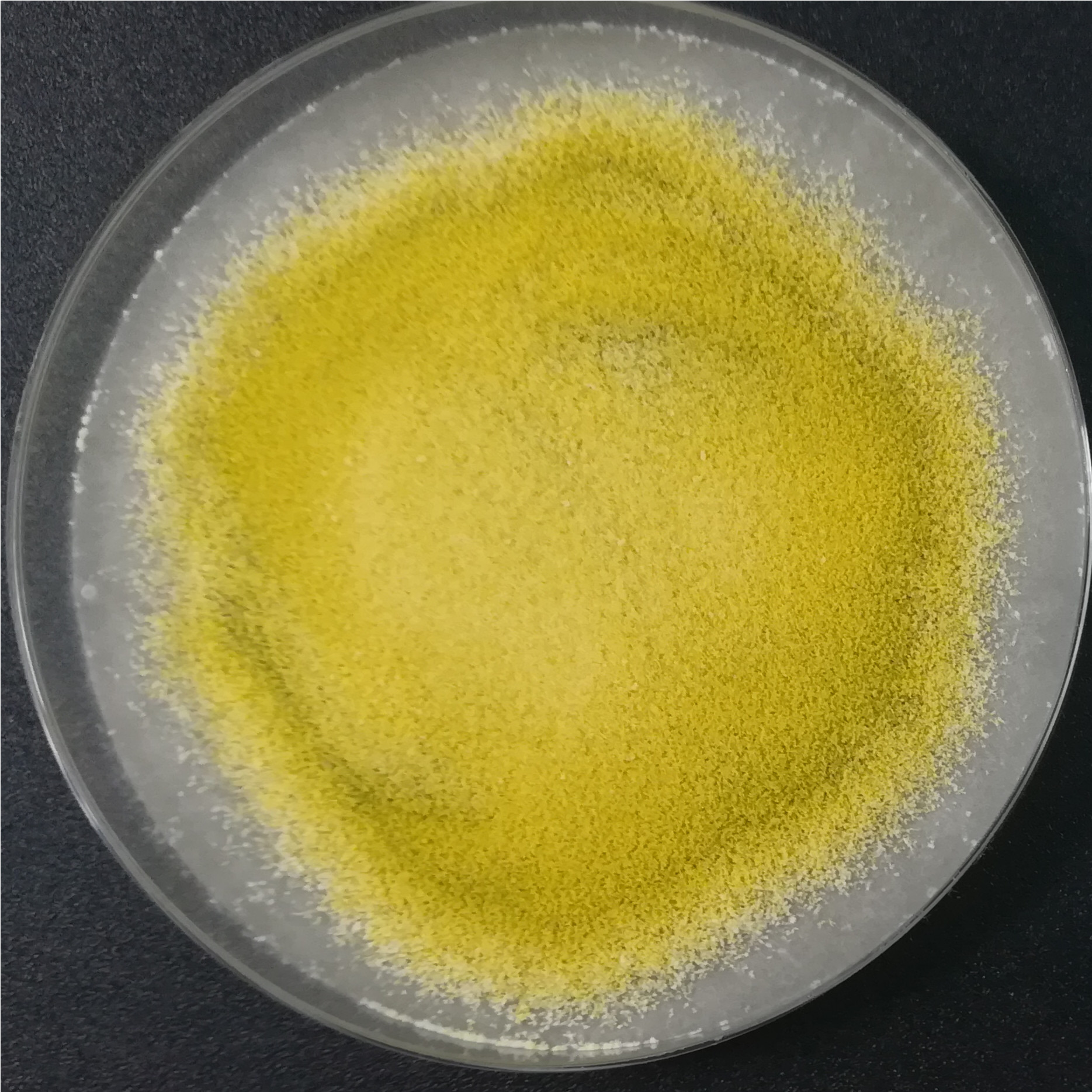 Long branch Trichoderma-BNCC