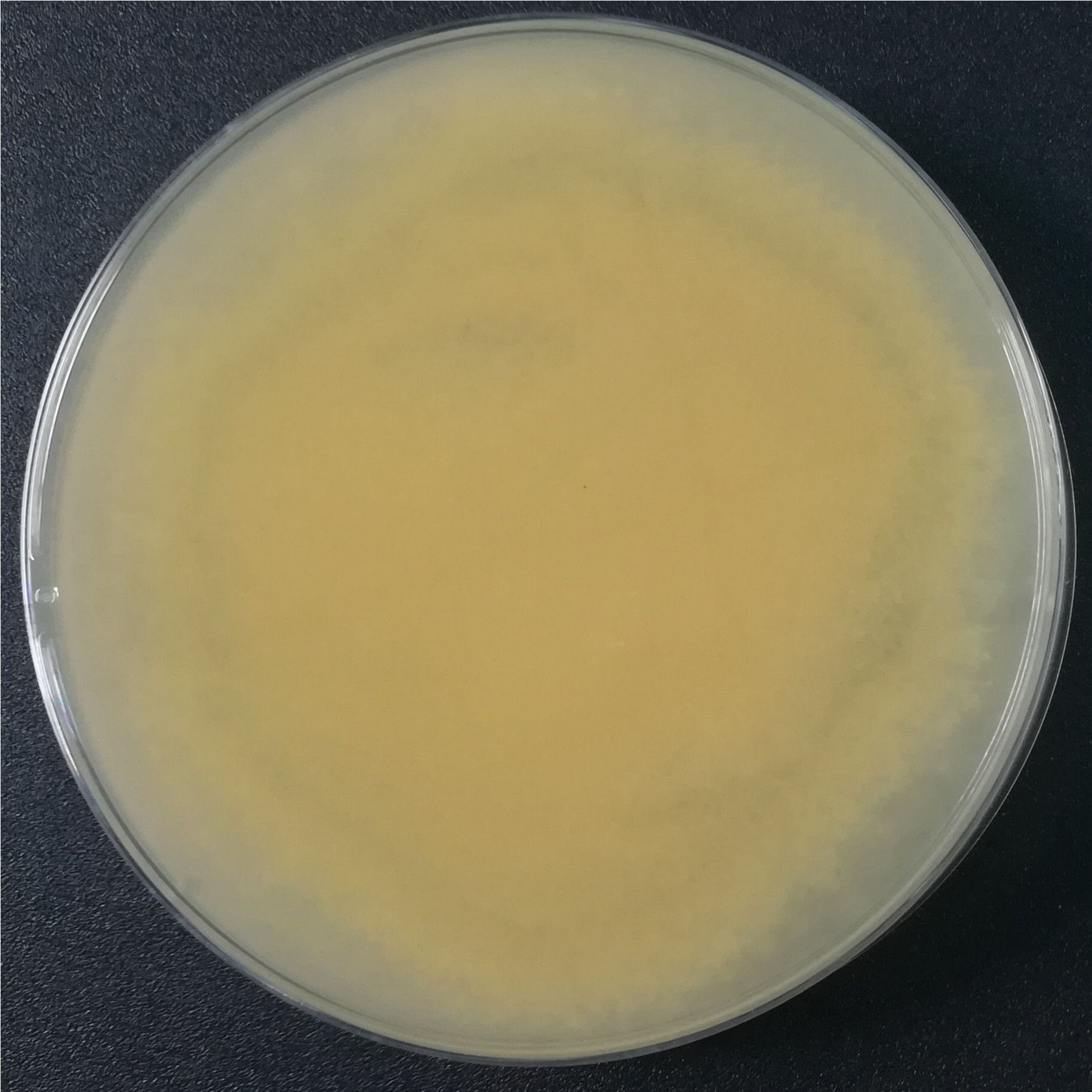 Long branch Trichoderma-BNCC