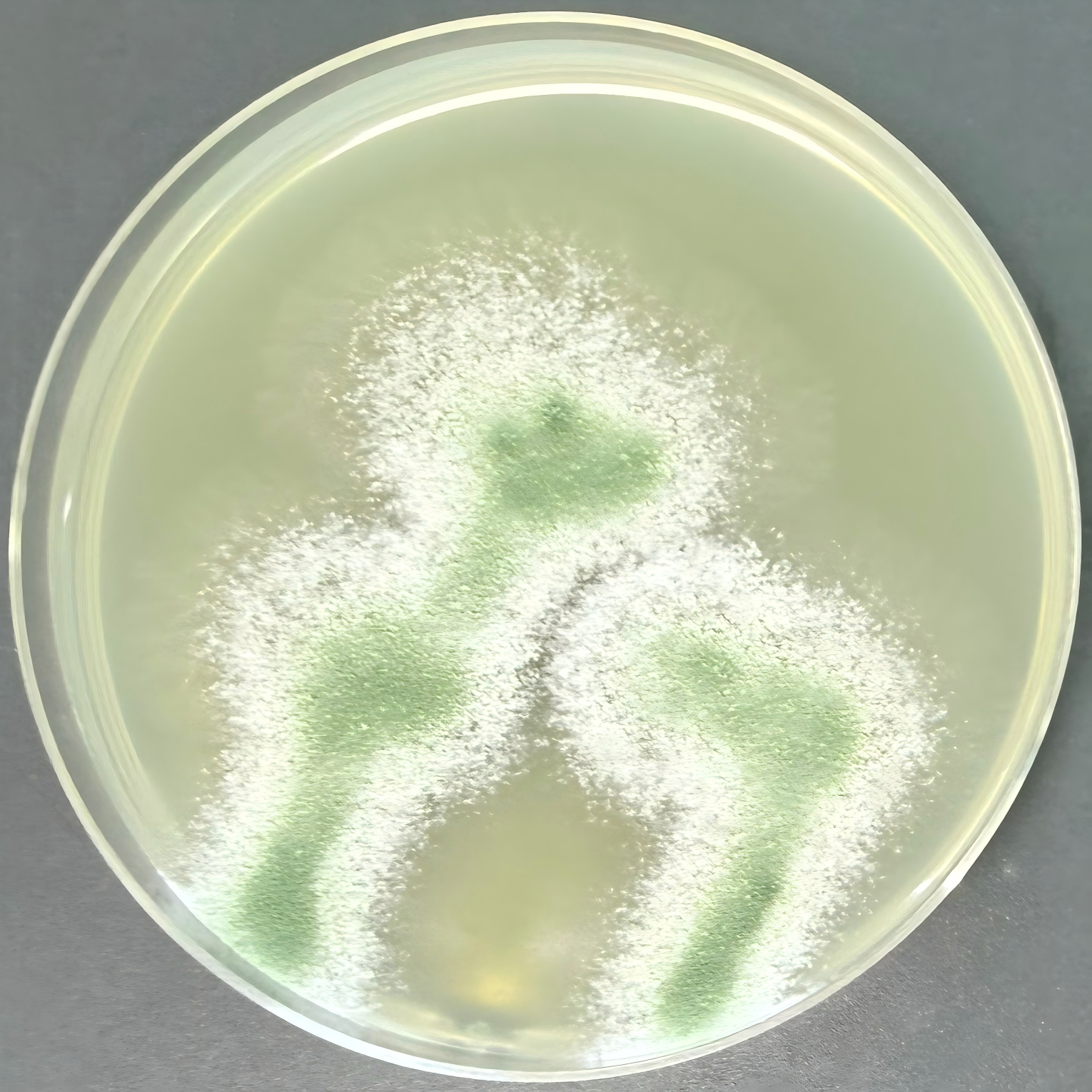 Green Trichoderma-BNCC