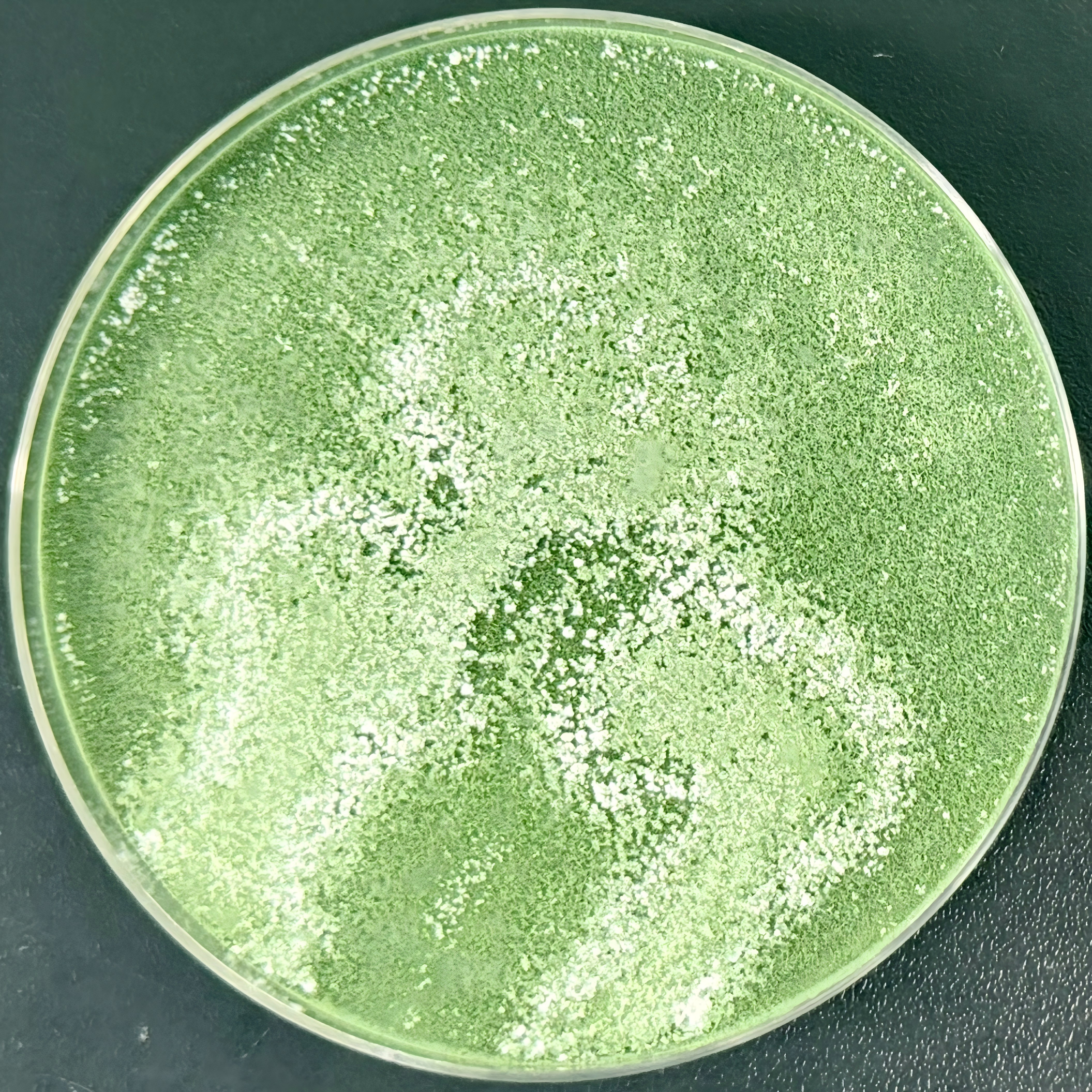 Green Trichoderma-BNCC