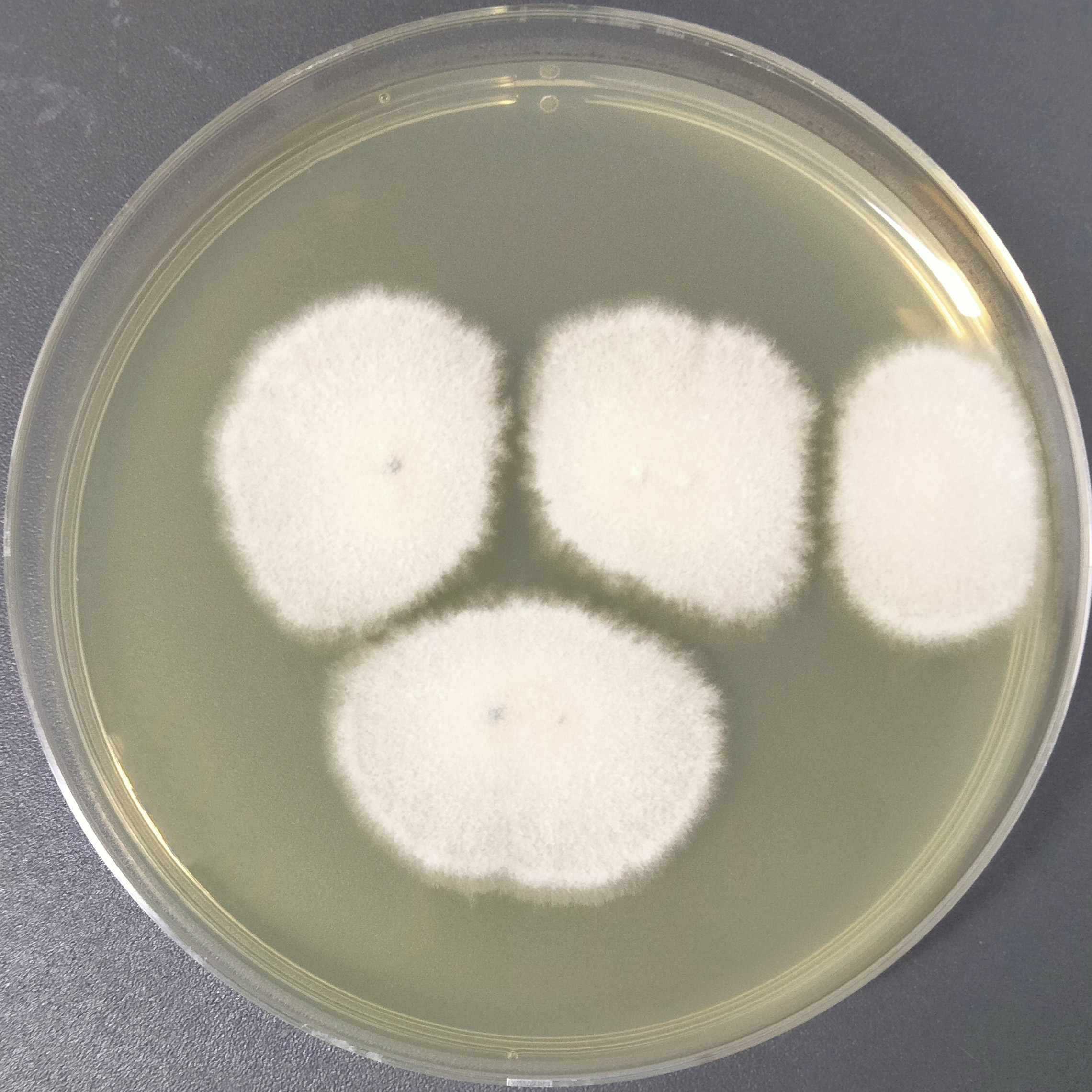 Cephalotrichum gorgonifer-BNCC