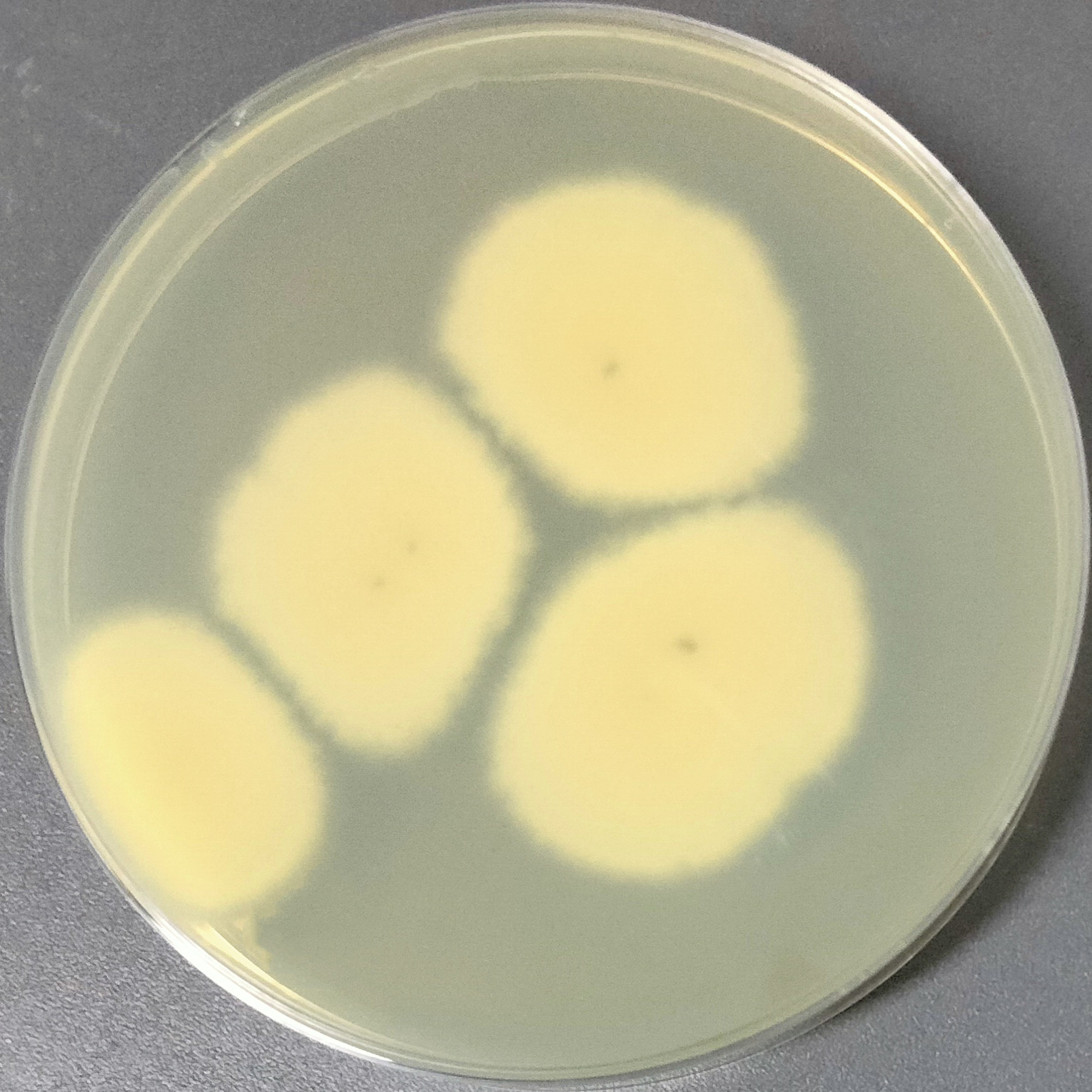 Cephalotrichum gorgonifer-BNCC