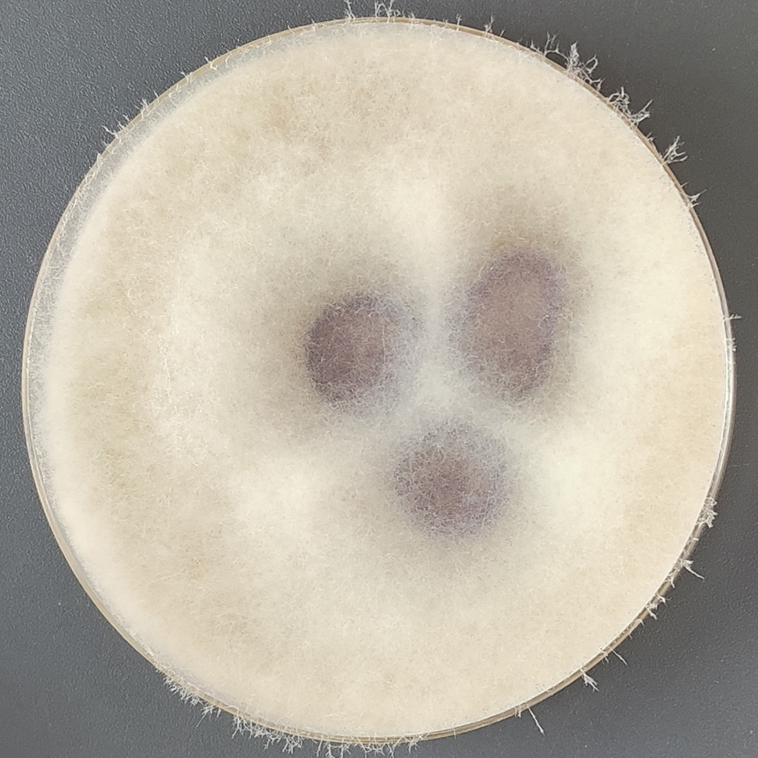 Peach Gill fungi-BNCC