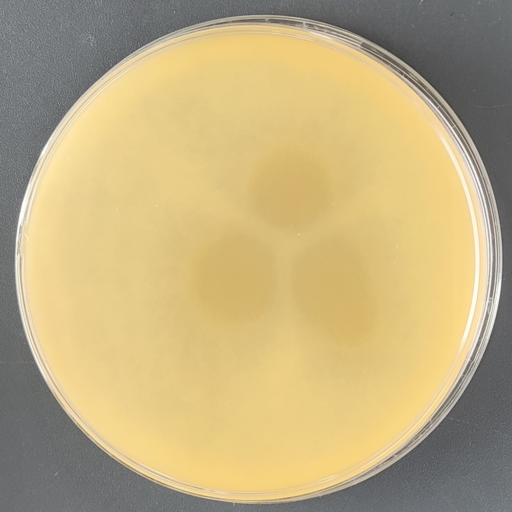 Peach Gill fungi-BNCC