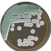 Penicillium flavum-BNCC