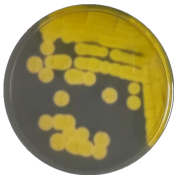 Penicillium flavum-BNCC