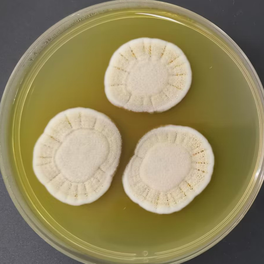 Penicillium flavum-BNCC