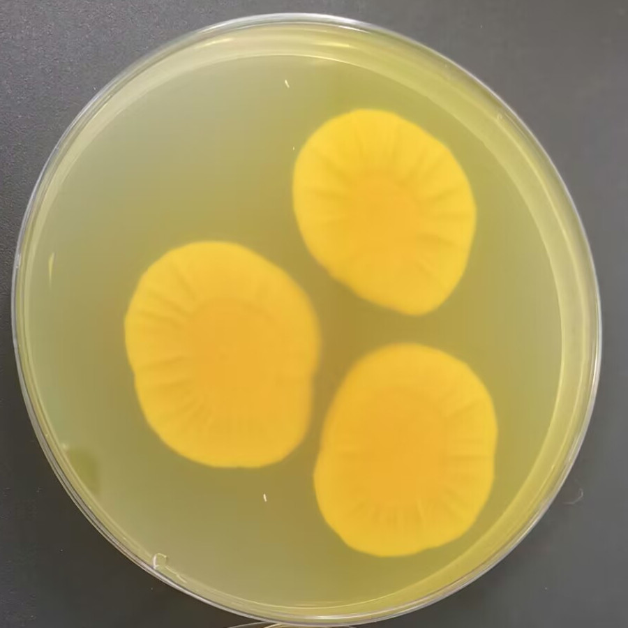 Penicillium flavum-BNCC