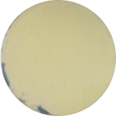 Microcystis-BNCC