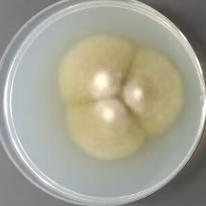 Purple basket shaped bacteria-BNCC
