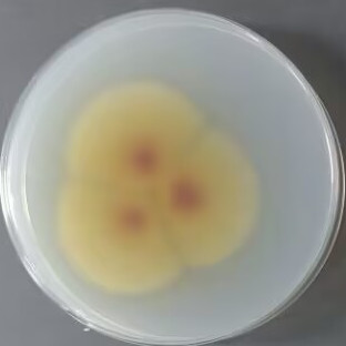 Purple basket shaped bacteria-BNCC