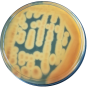 Purple basket shaped bacteria-BNCC