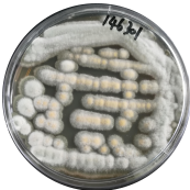 Purple basket shaped bacteria-BNCC