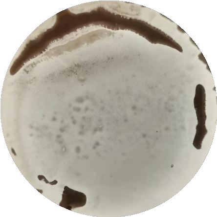 Persimmon top fungus-BNCC