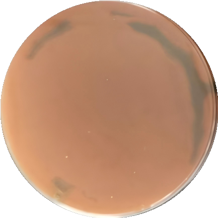 Persimmon top fungus-BNCC