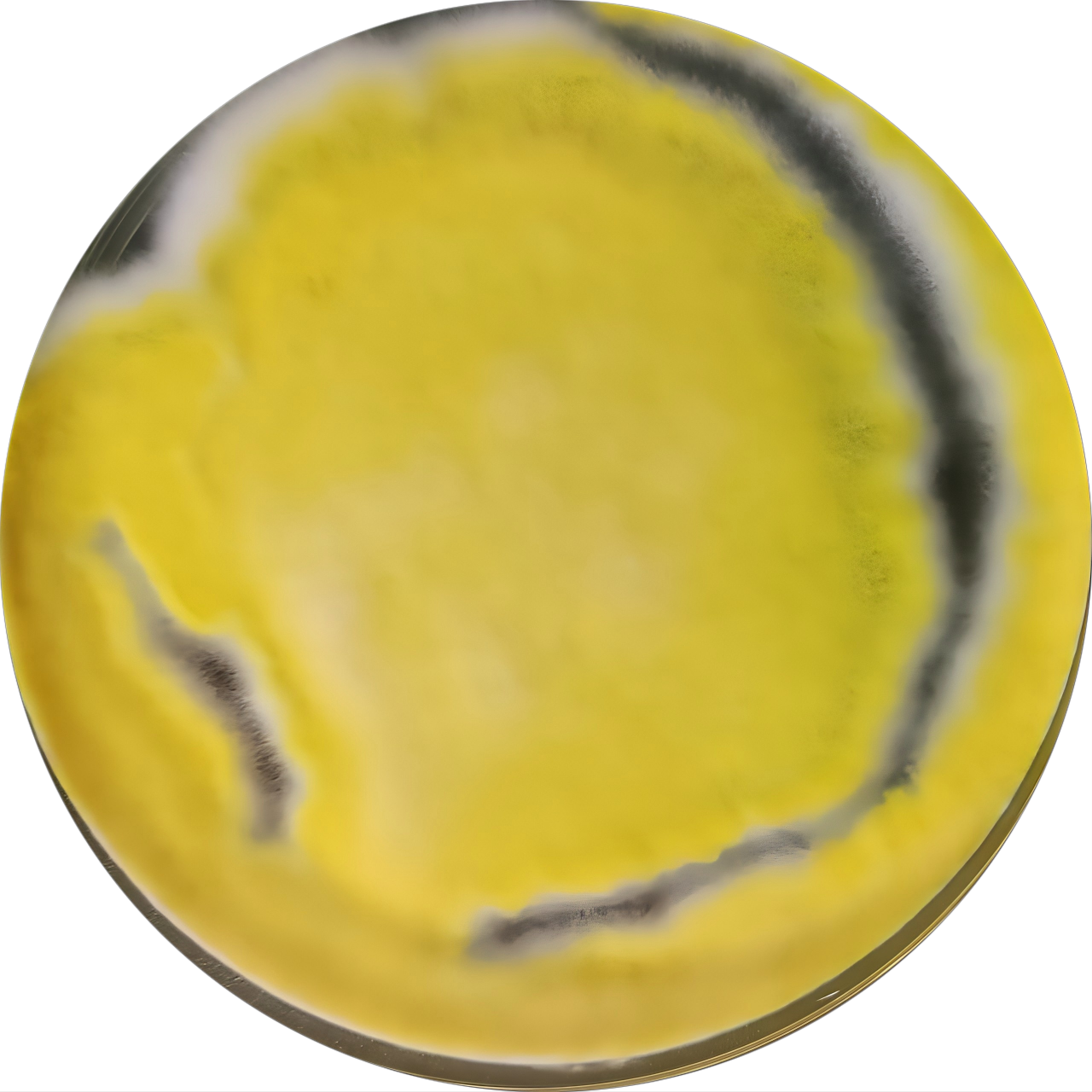 Talaromyces liani-BNCC