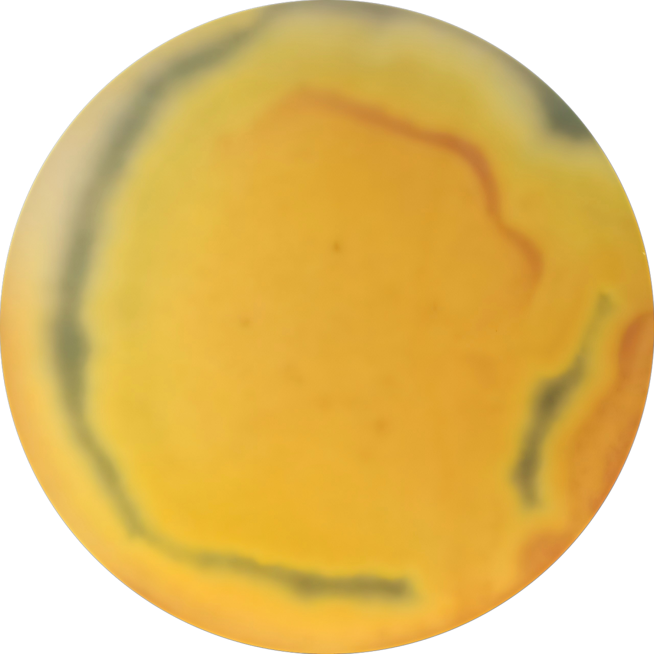 Talaromyces liani-BNCC