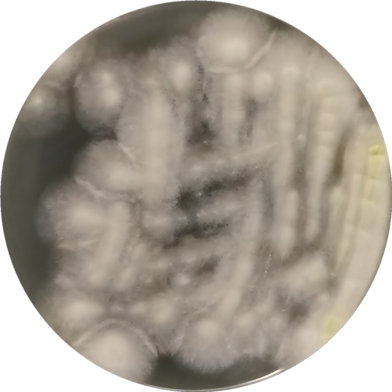Aspergillus niger-BNCC
