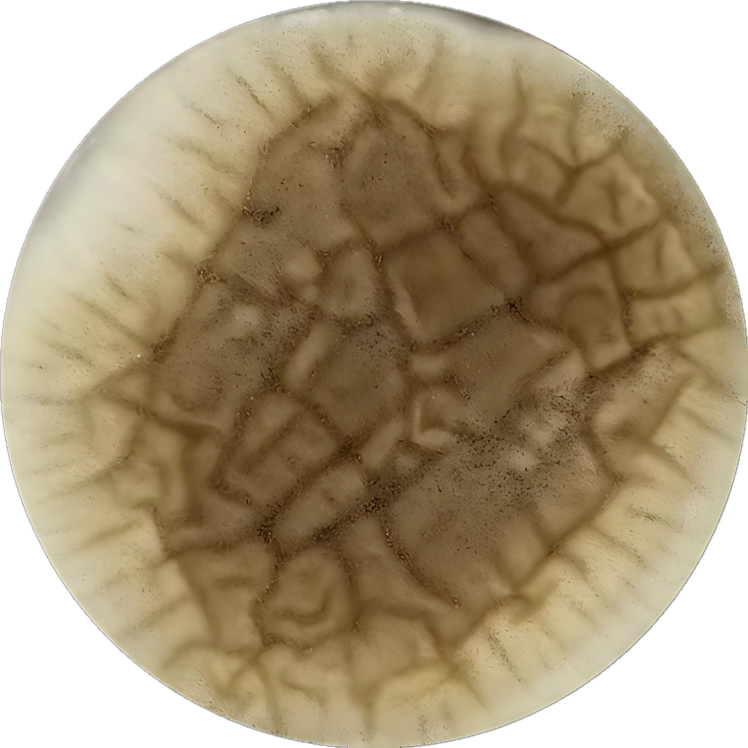 Aspergillus niger-BNCC