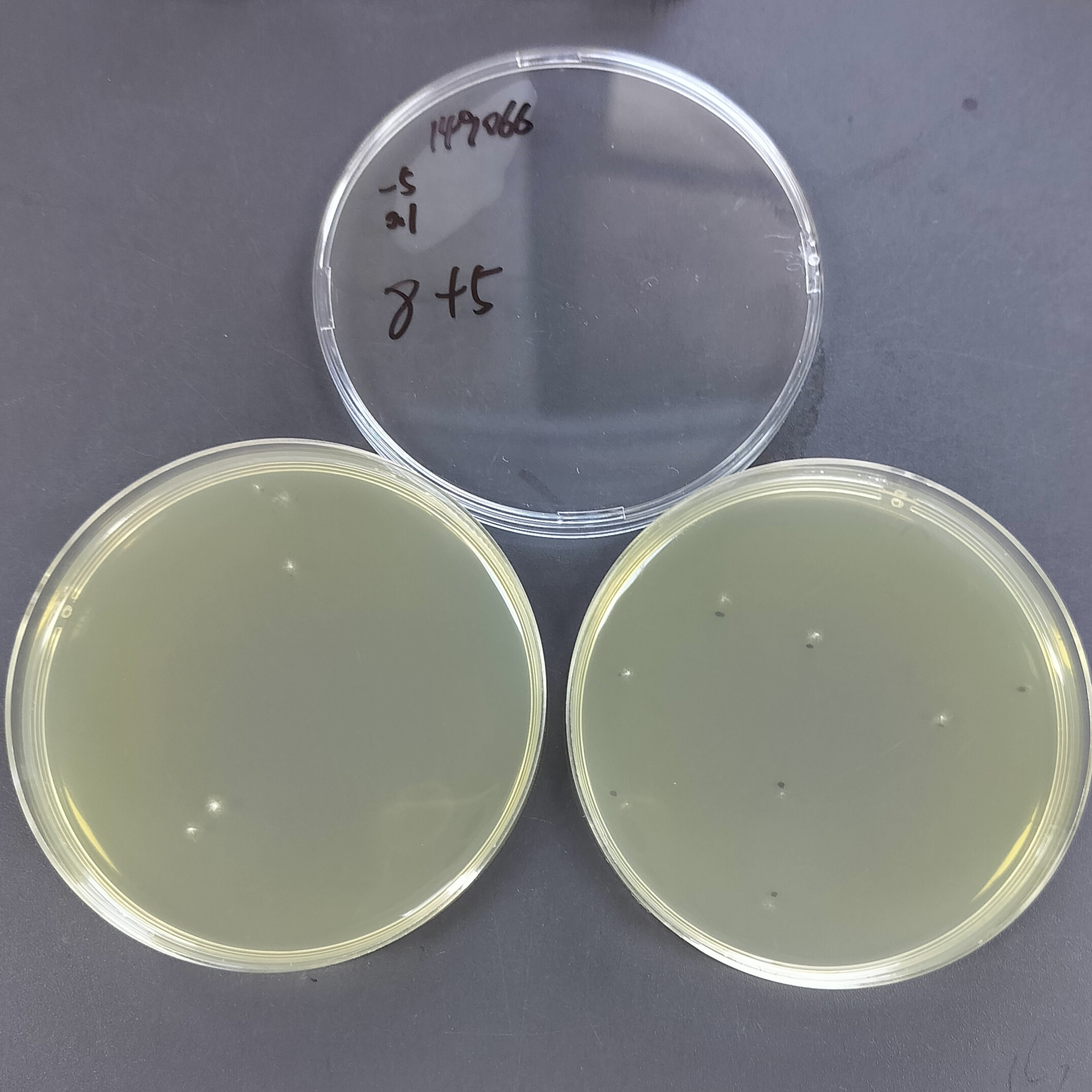 Italian Penicillium-BNCC
