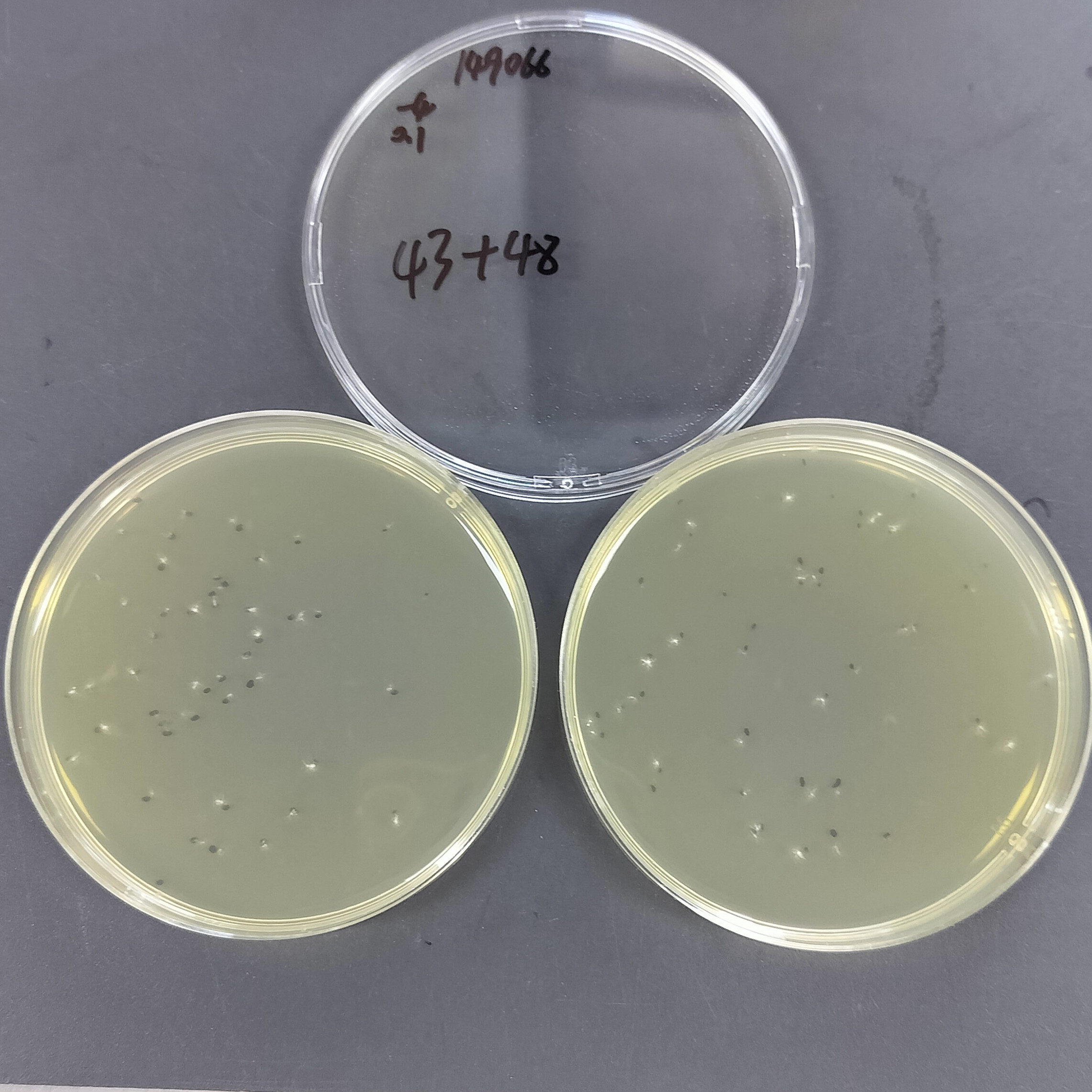 Italian Penicillium-BNCC