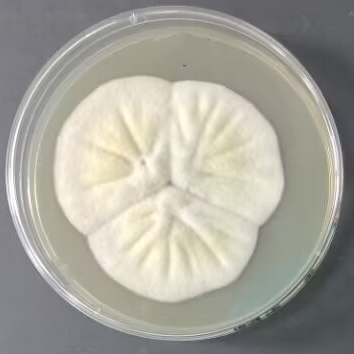 Aspergillus niger-BNCC