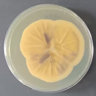 Aspergillus niger-BNCC