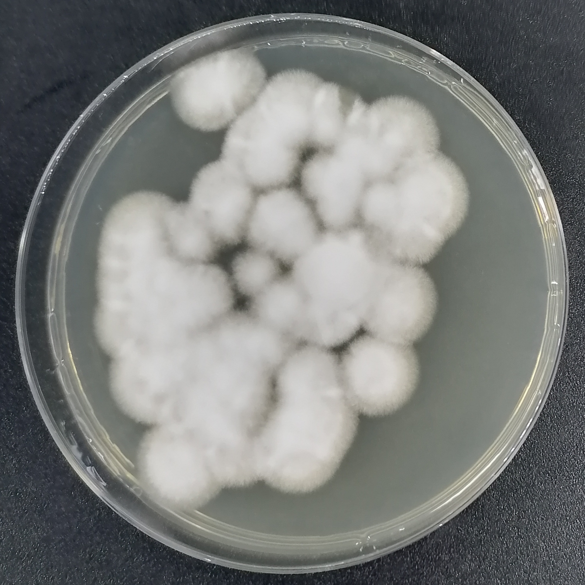 Cordyceps sinensis-BNCC