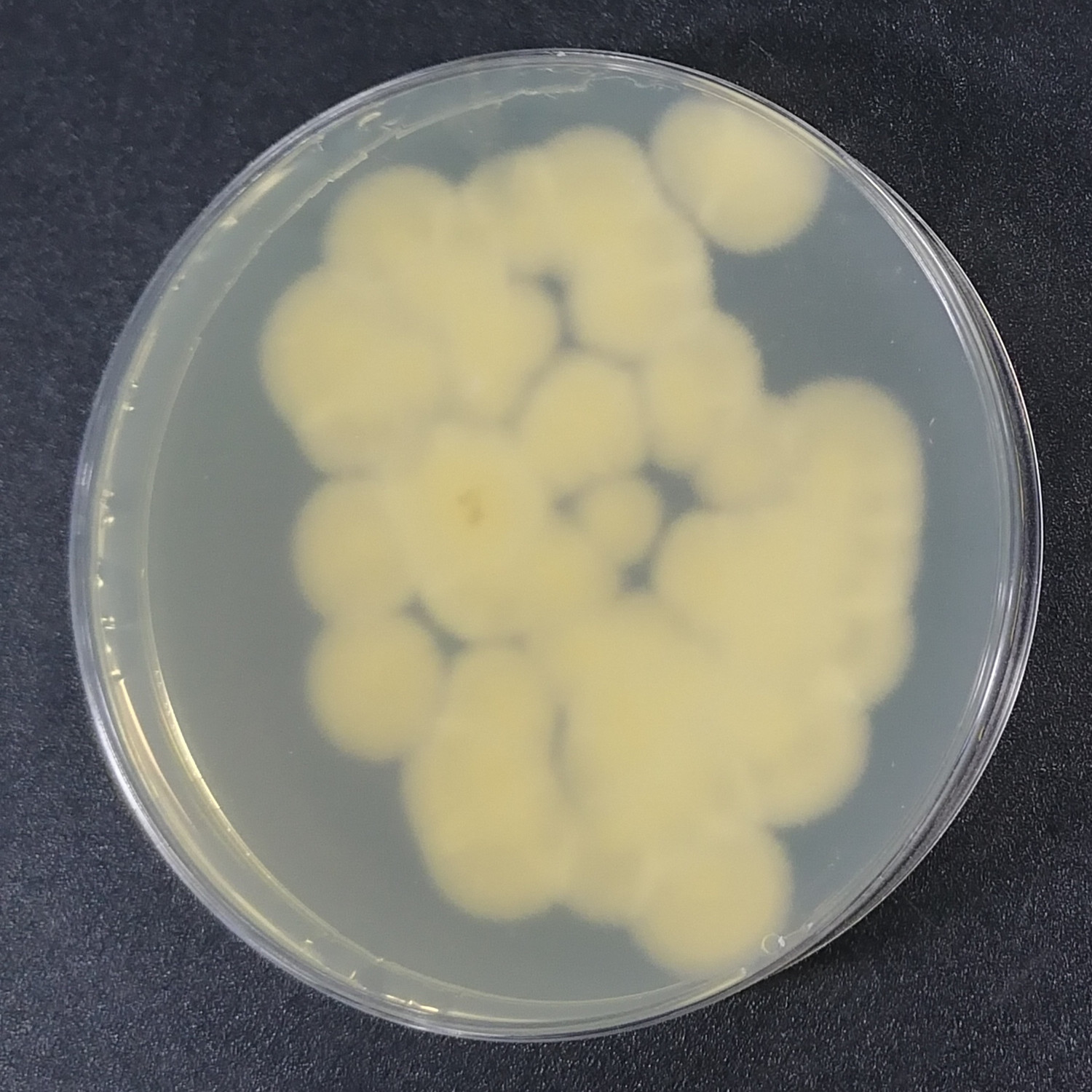 Cordyceps sinensis-BNCC