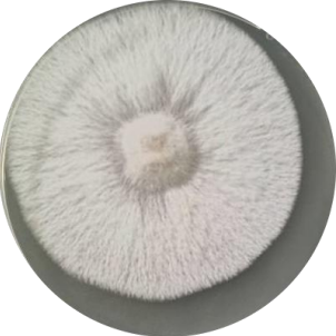 White-covered black egg nest-BNCC