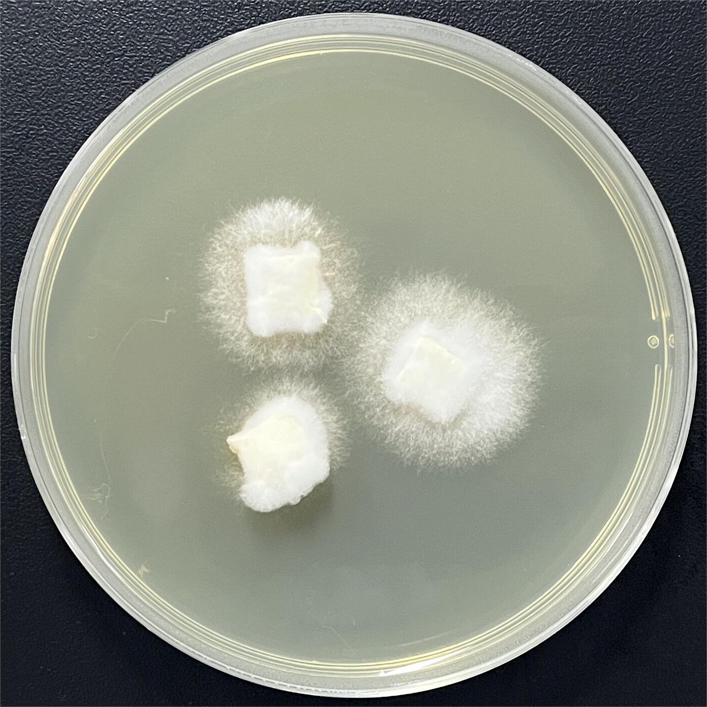 Tobacco pipe fungus-BNCC