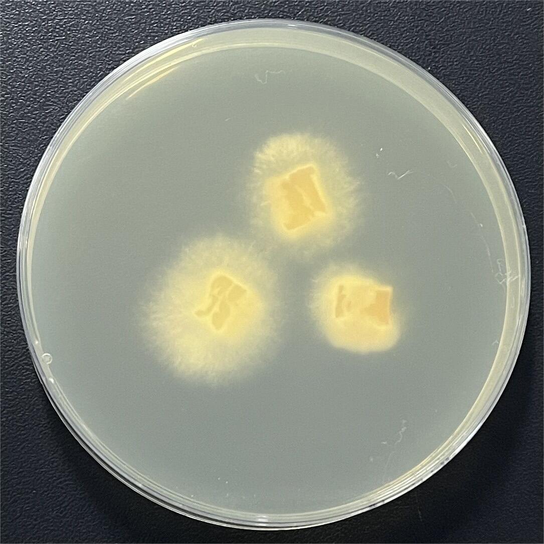 Tobacco pipe fungus-BNCC