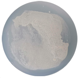 Aspergillus fumigatus-BNCC