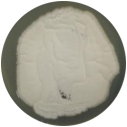 Penicillium-BNCC