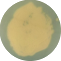 Penicillium-BNCC