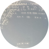 Cyanobacteria-BNCC