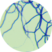 Cyanobacteria-BNCC