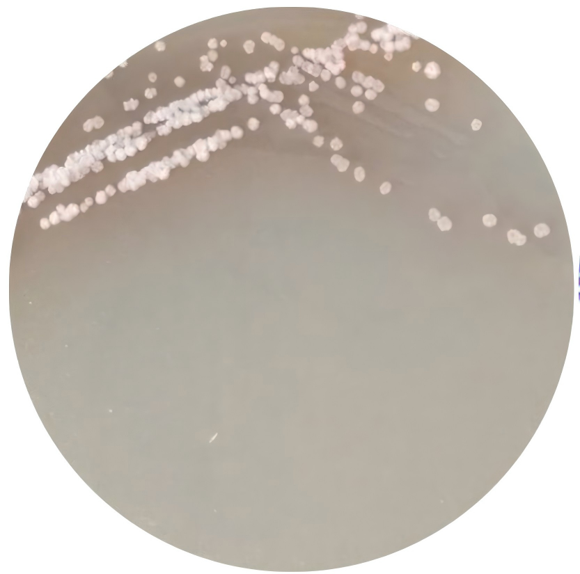 White Streptomyces-BNCC