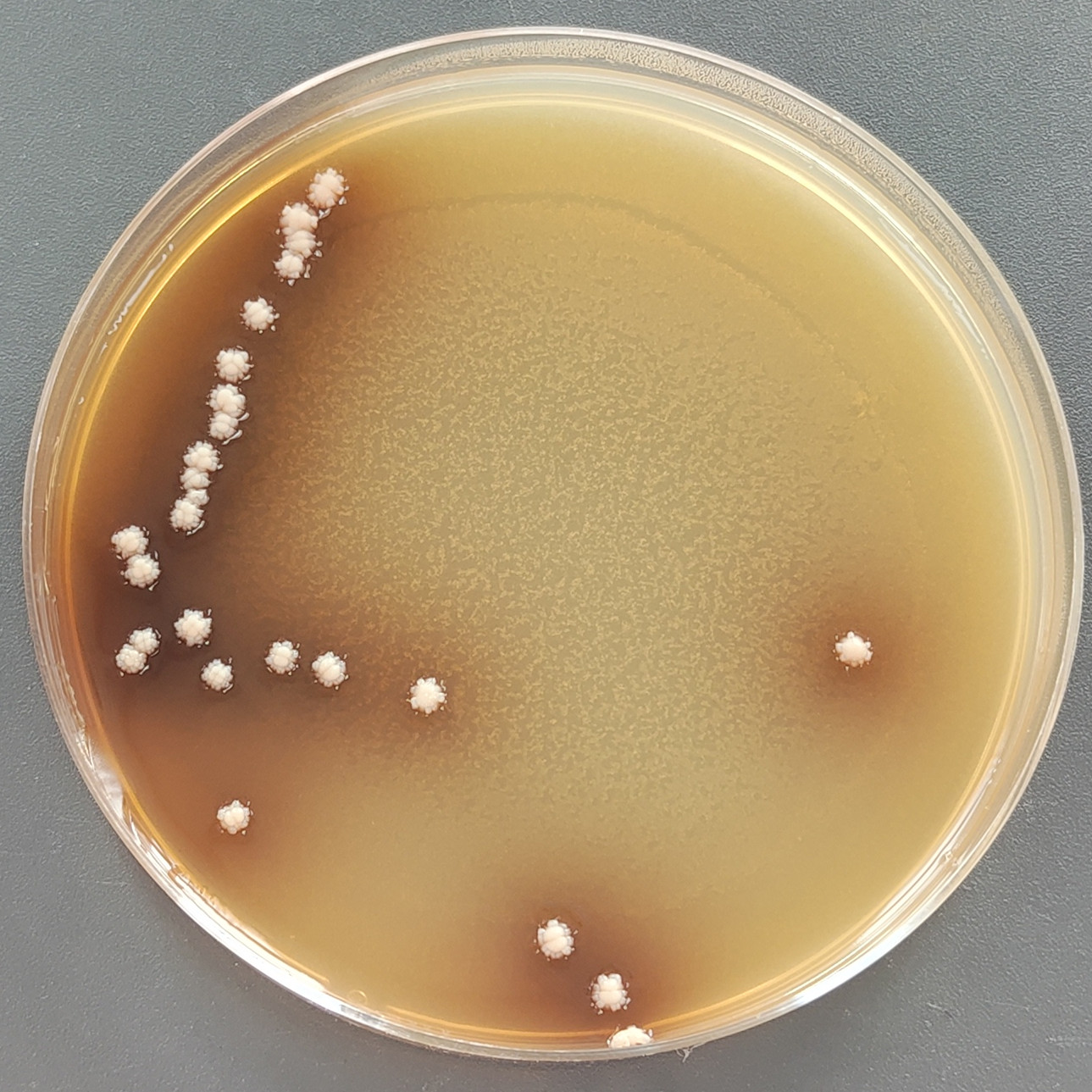 Streptomyces coelicolor-BNCC