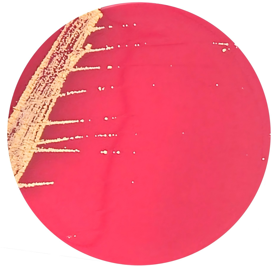 Nitrobacter genus-BNCC