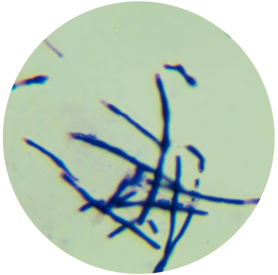 Nitrobacter genus-BNCC
