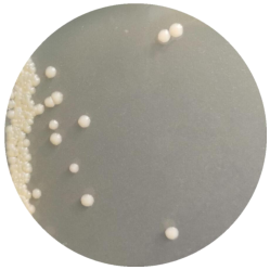 Thermophilic carbon monoxide producing Streptomyces-BNCC