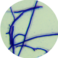 Thermophilic carbon monoxide producing Streptomyces-BNCC